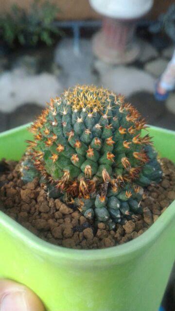 Gelas Takar / Gelas Ukur 250 Ml :)