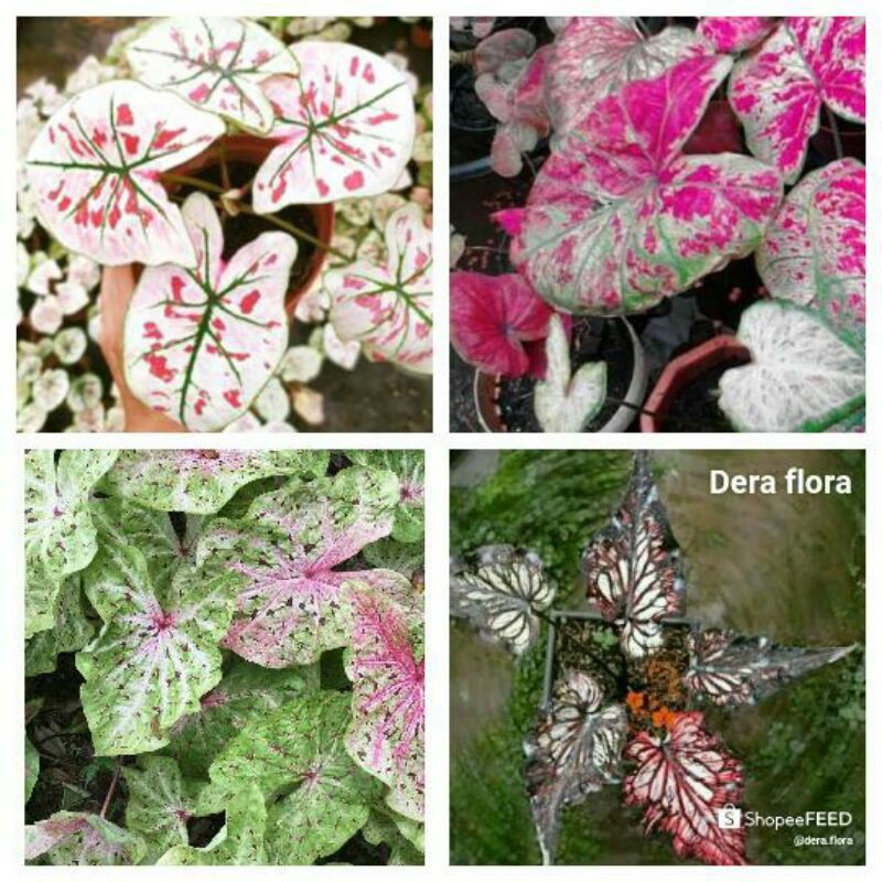 4 paket tanaman hias umbi caladium thailand keladi hias