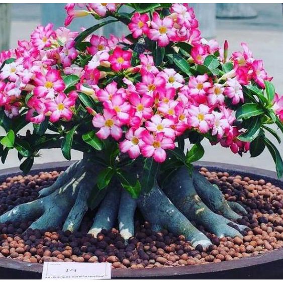 Spesial Harga Bibit Tanaman Adenium Bunga Pink Bonggol Besar Bahan Bonsai Kamboja Jepang Shopee Indonesia