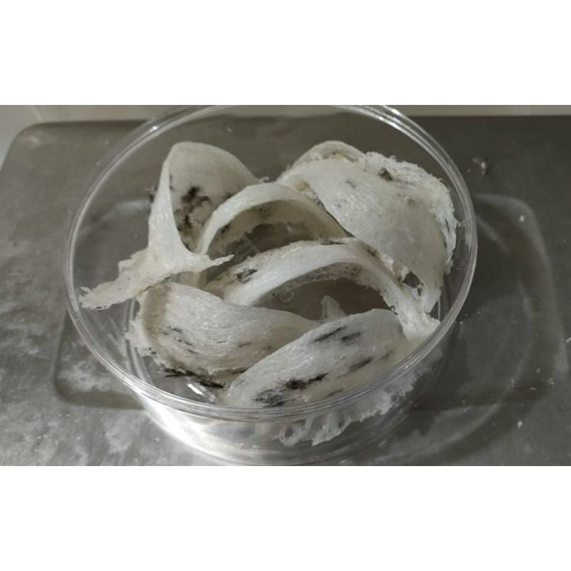 

sarang walet mangkok kotor