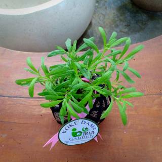 Tanaman hias anti nyamuk KOKEDAMA bunga  Lavender  asli 