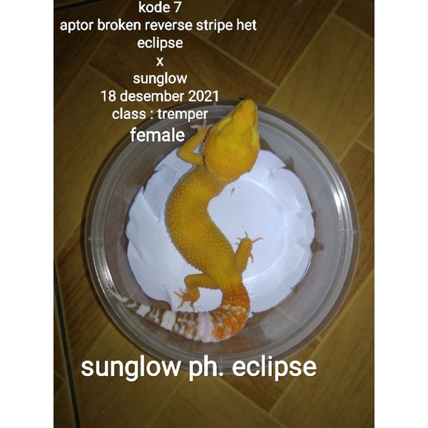 mainan leopard gecko (female). Data lengkap