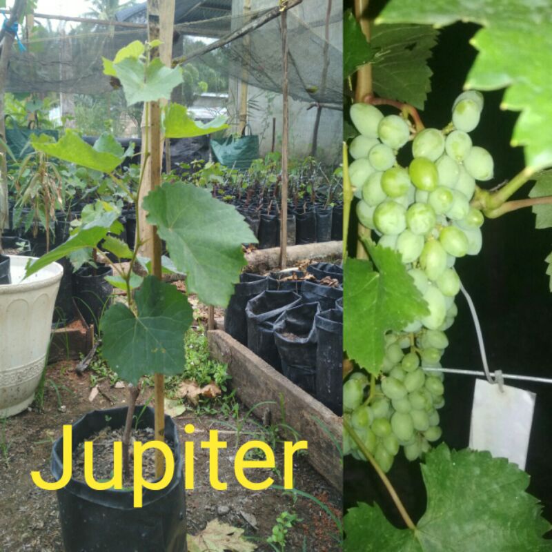 Bibit Anggur Jupiter super genjah