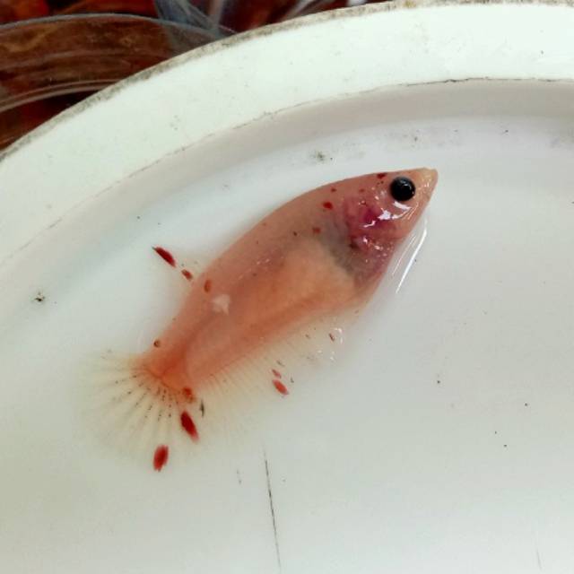 

Ikan cupang female line koi