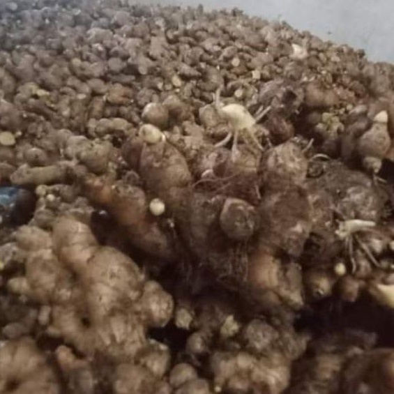 BIBIT JAHE GAJAH/ PUTIH SUPER 1kg Jumbo/ Medan Organik