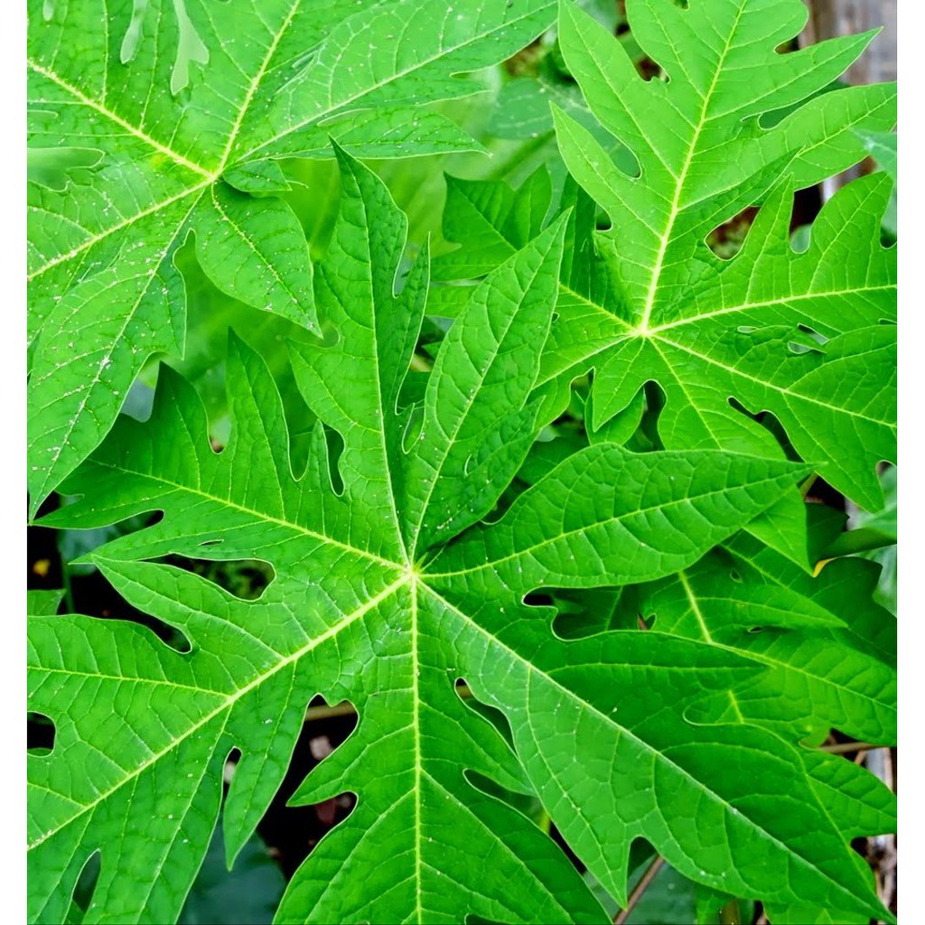 

Daun pepaya segar 200 gram - Pesan baru petik