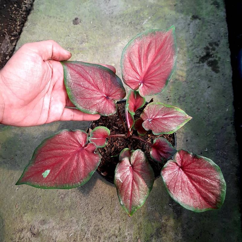 Tanaman Hias Keladi Red Jaguar (Keladi Red Jaguar) Bisa COD ✅