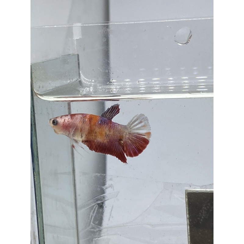 Cupang Female Nemo Leopard FMNM7