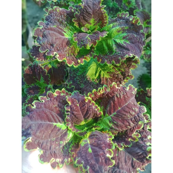 Miana Bima/miana premium