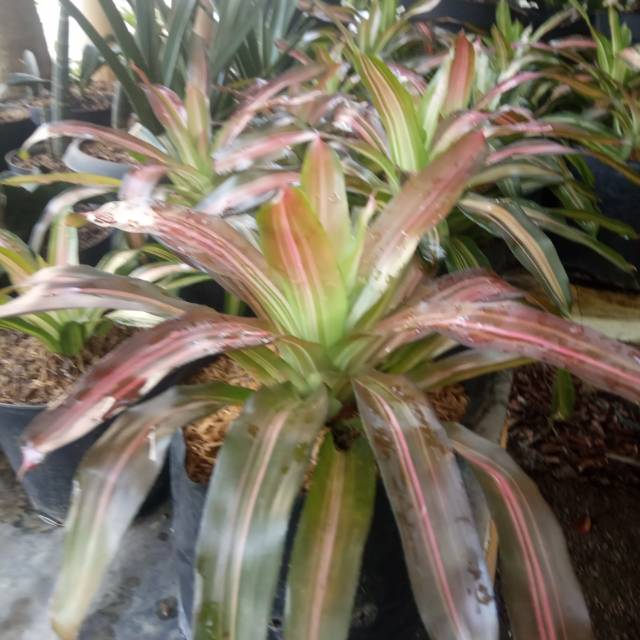 Bromelia tricolor