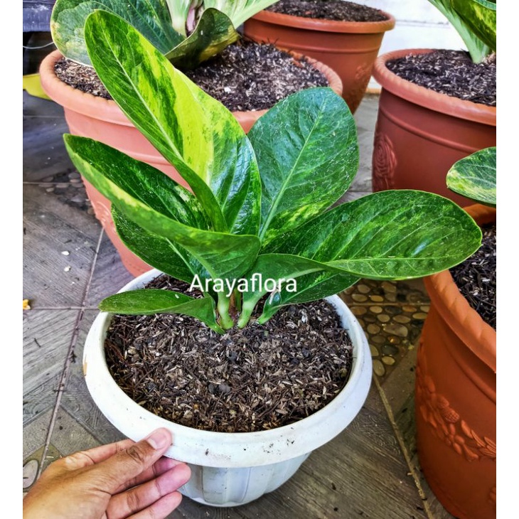 anthurium jemani mangkok varigata