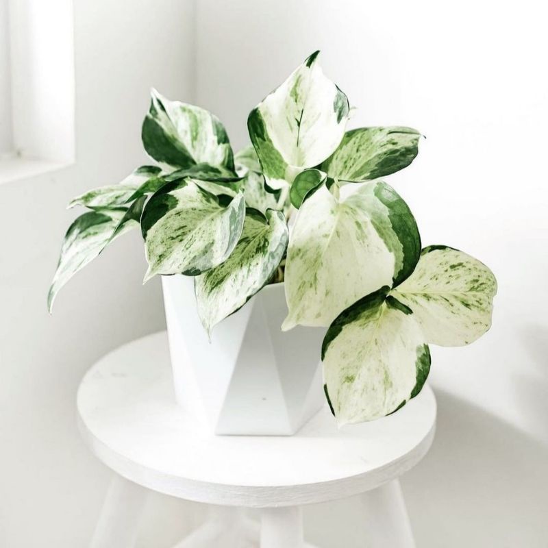 SIRIH MANJULA / BIBIT MANJULA MURAH/ SYNGONIUM MANJULA/ MANJULA MURAH /SNYNGONIUM MURAH