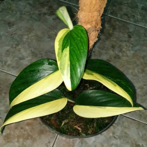 Standleyana Varigata Tanaman Hias Bunga Philodendron Standleyana Varigata Murah