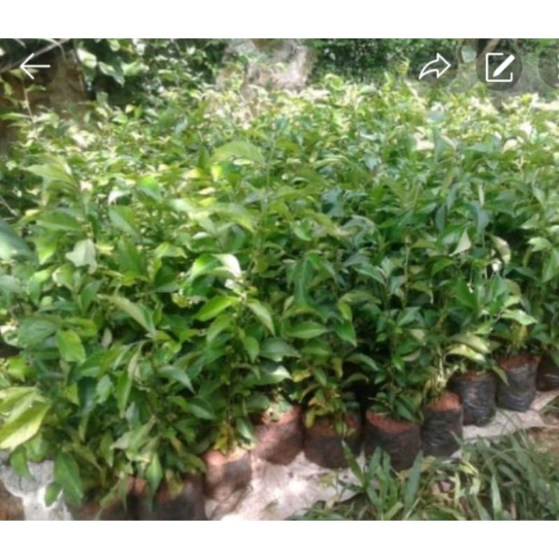 Tanaman tehtehan untuk pagar hidup