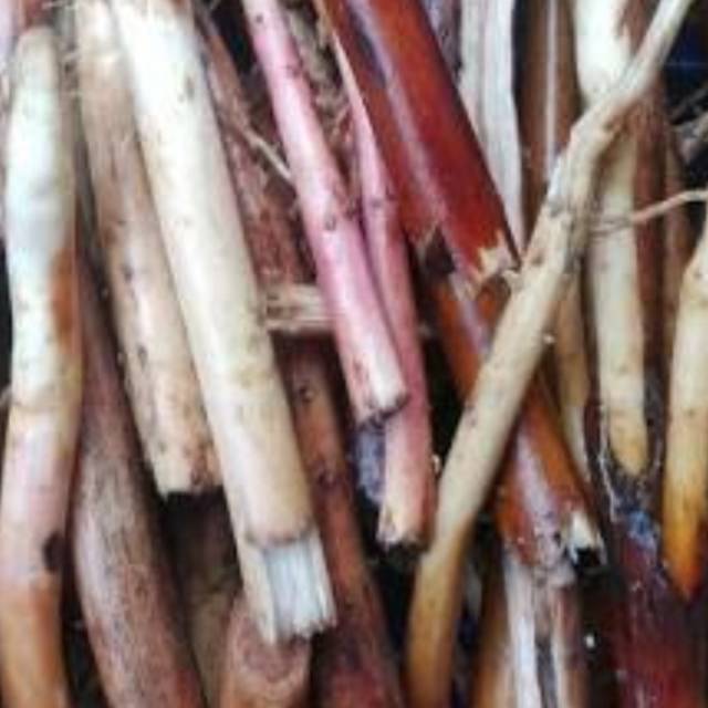 

Akar pinang segar 500 gram