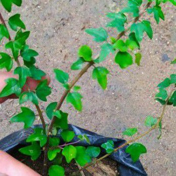 bahan bonsai mame wareng bintang / (Gmelina philippensis)