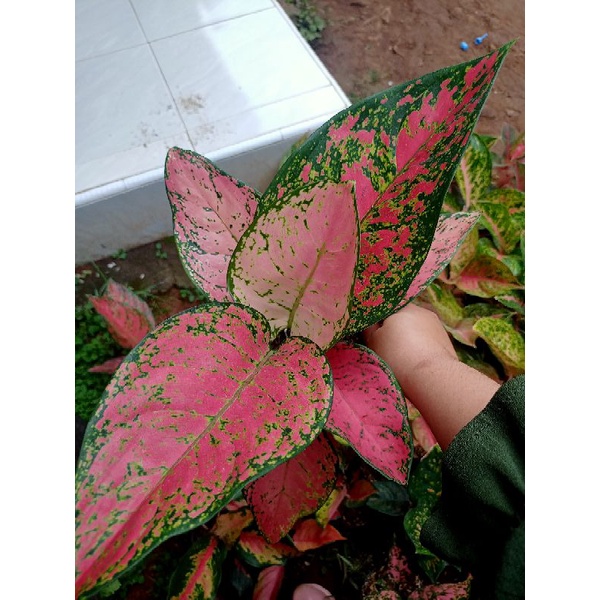 aglonema_big_apel/serly