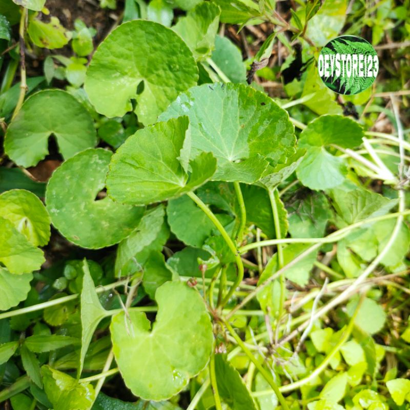 

100 grm Tanaman herbal Daun pegagan segar