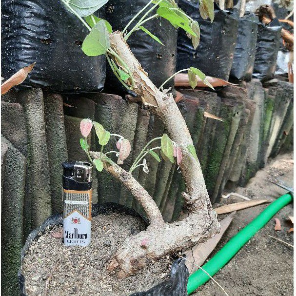 bahan bonsai walikukun.