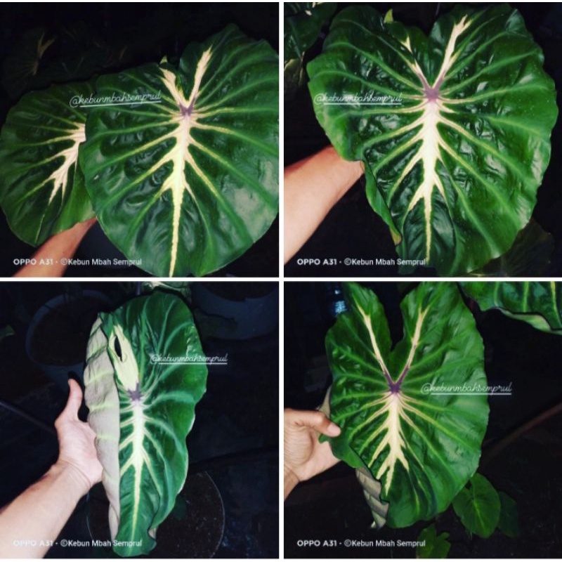 colocasia white lava