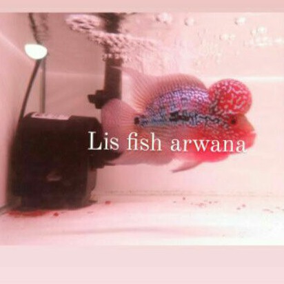 ikan louhan super red dragon lohan srd import