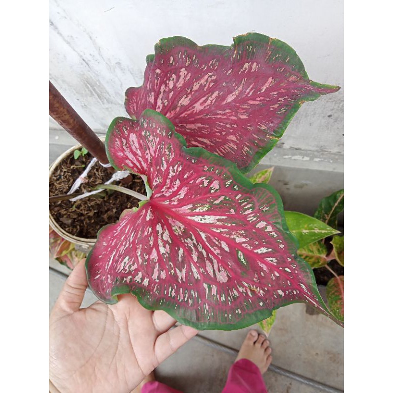 keladi Lance worton / keladi jaguar