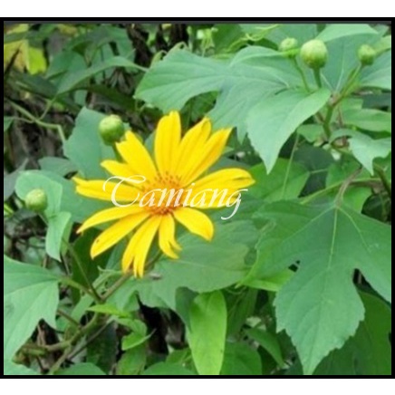 

Daun Insulin Segar Herbal Diabetes Pengatur Gula Darah 250 Gram Organik