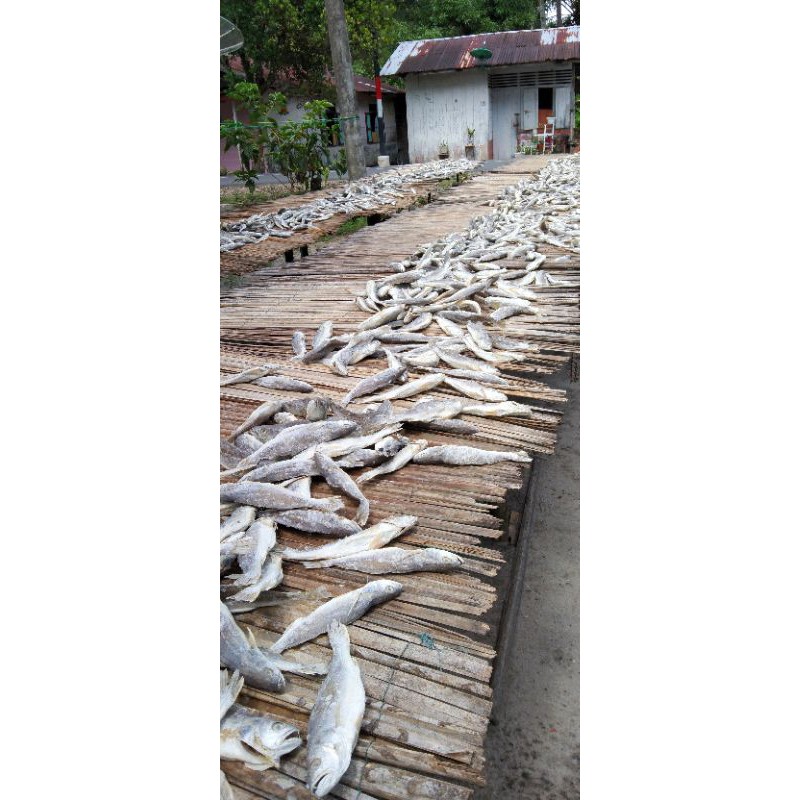 

Ikan Asin Kepala Batu / Gulamo Bulat / Budu 1kg