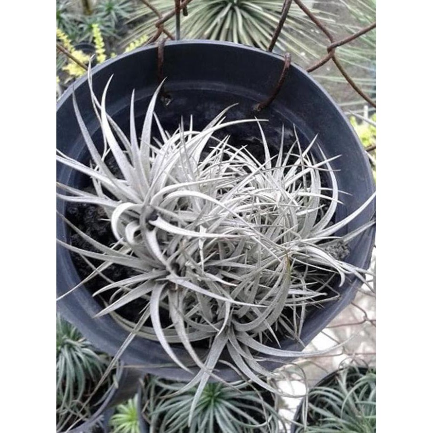 BAGUS BIBIT TANAMAN HIAS TILLANDSIA HOUSTON
