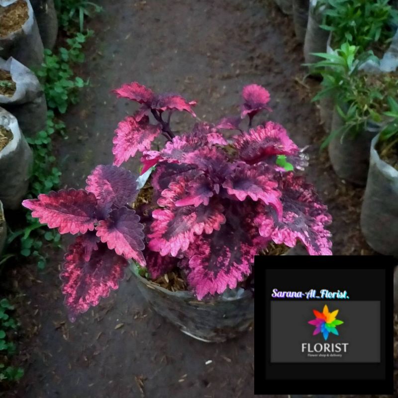 Tanaman hias miana ekor naga merah