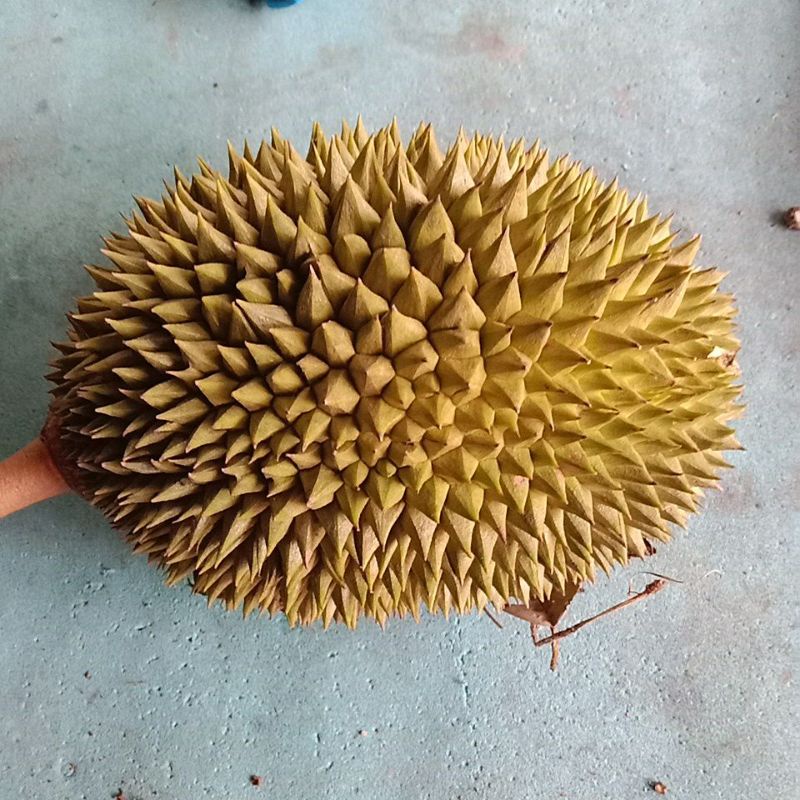 

Durian Madu