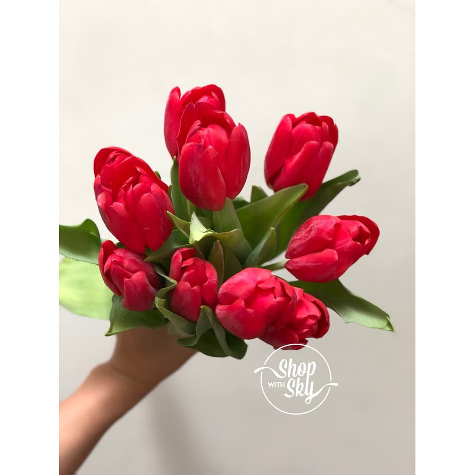 Bunga Tulip Segar Dan Asli Bunga Potong Kualitas Tinggi Untuk