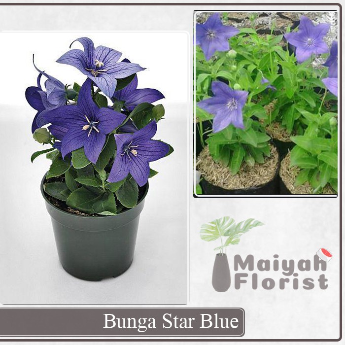 Bunga Star Blue - Platycodon Grandiflorus - Tanaman Hias