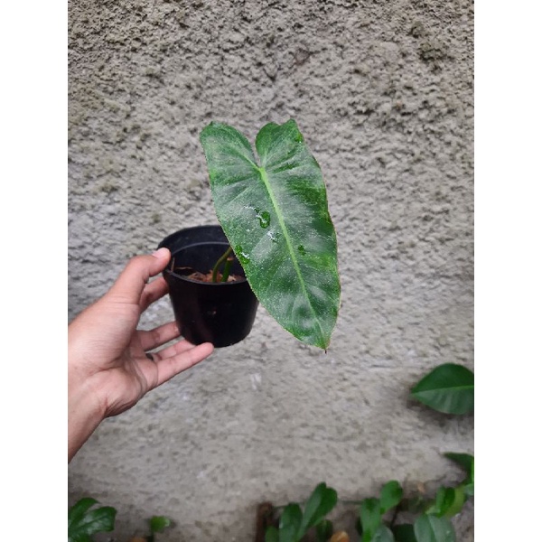 philodendron paraiso verde ekonomis tanaman hias philo