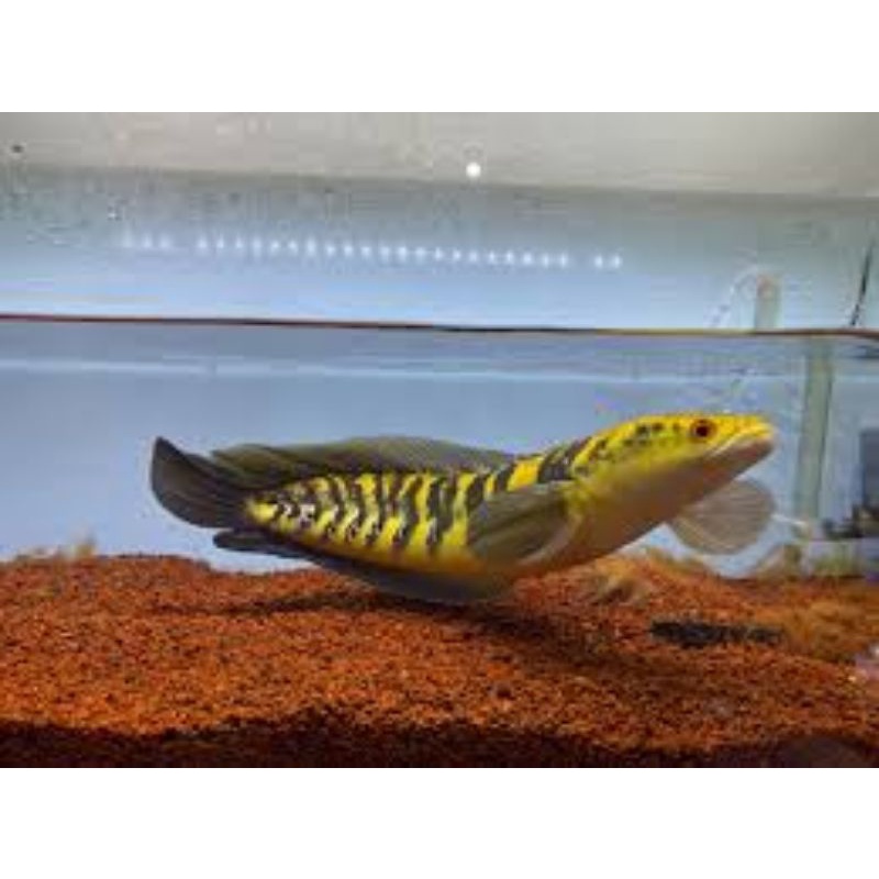 Channa maru yellow sentarum YS (red eyes) 4cm. free packing ikan air tawar