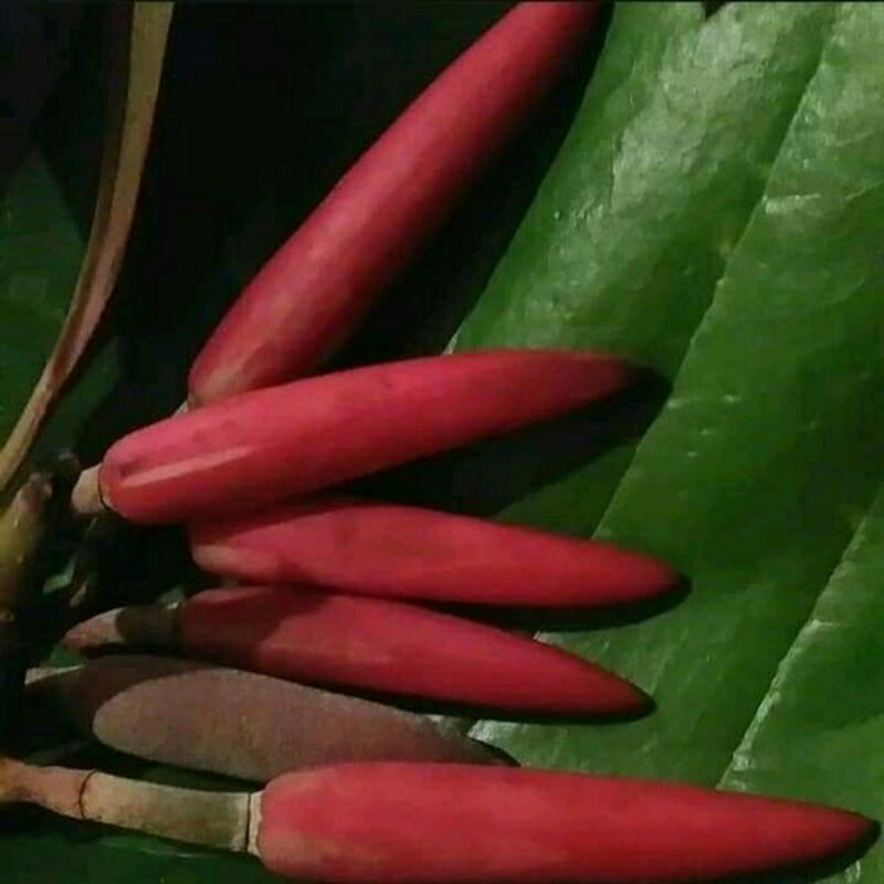 Bibit Tanaman Kantil Merah Asli