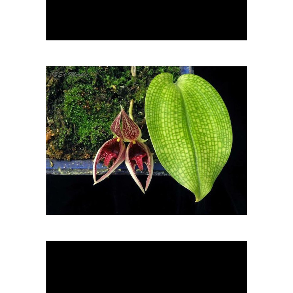 Bulbophyllum reticulatum