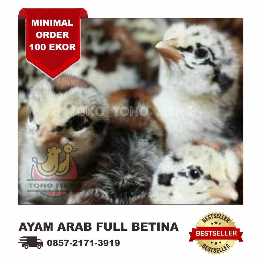 DOC Anak Ayam Arab (Kampung Arab) Seleksi Betina - 102 Ekor