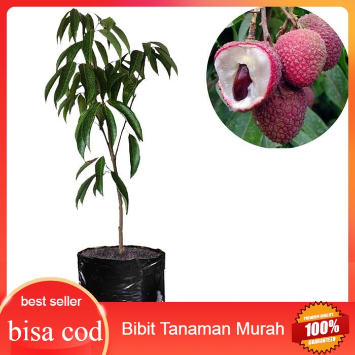 Bibit Leci Dataran Rendah