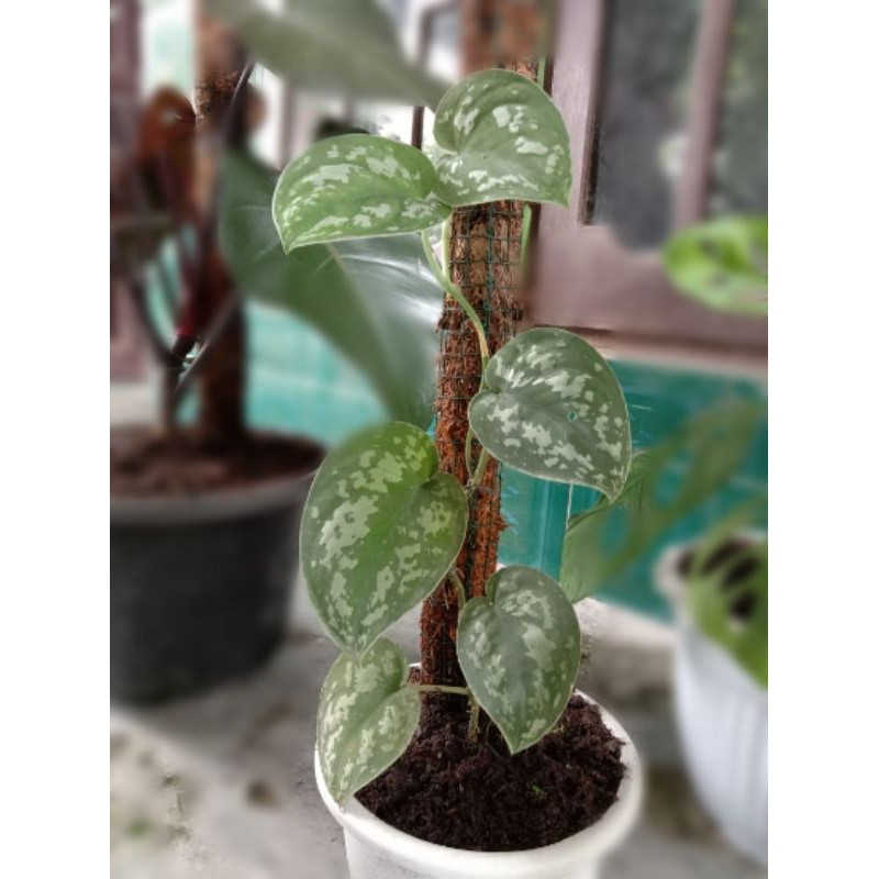 Scindapsus/Sirih Gading Silver