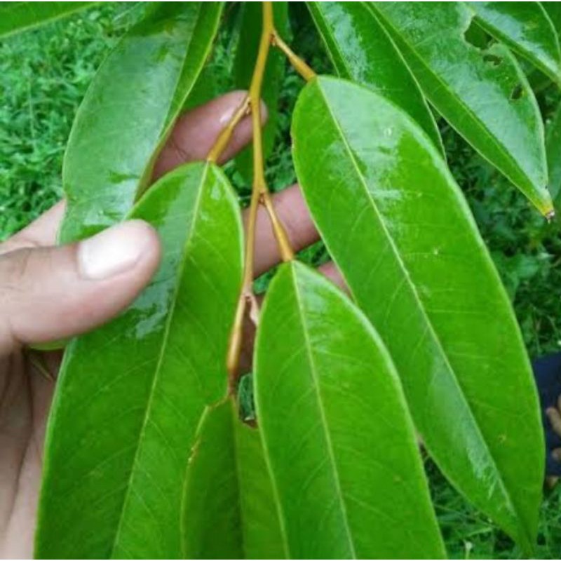 

Daun Durian Fres Segar Untuk Mengobati Berbagai Penyakit