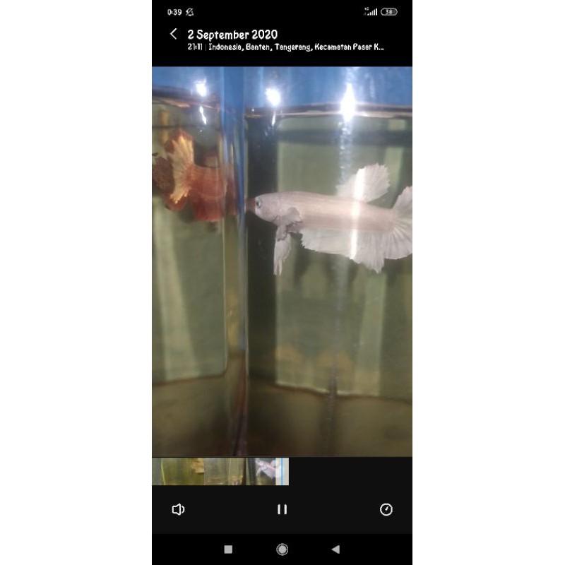 Plakat dumbo ear white platinum