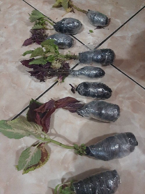 Tanaman Hias Miana Iler Paket 12 Random