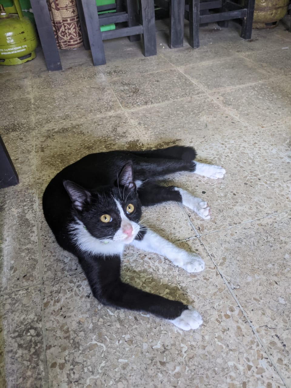 Payung Kapsul Payung Lipat Payung Anti Hujan Uv Bentuk Capsule Minimalis Payung Mini