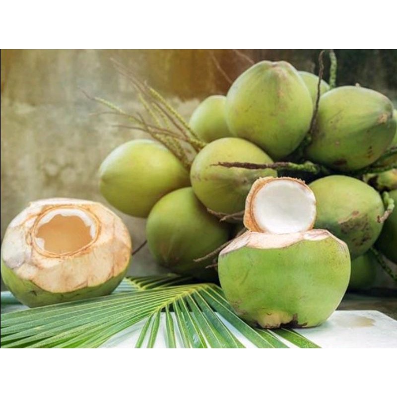 

Degan buah kelapa muda utuh 1 biji Fresh segar herbal berkhasiat