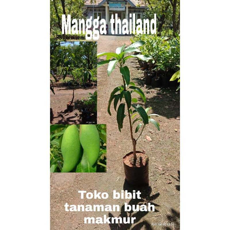 BIBIT MANGGA THAILAND