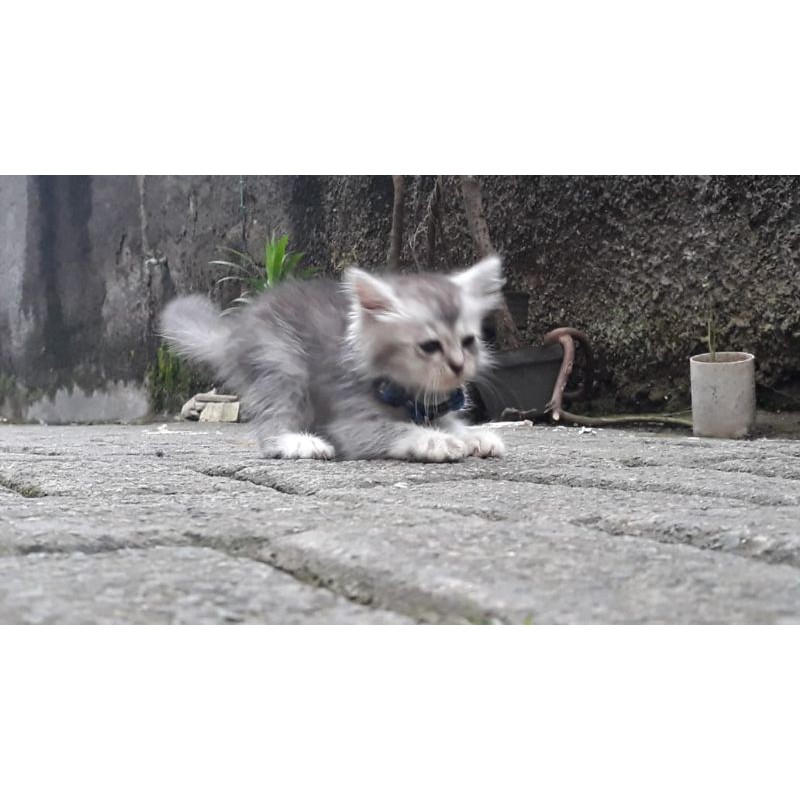 Kitten Persia Medium/ Anak Kucing Persia/ PERSIA