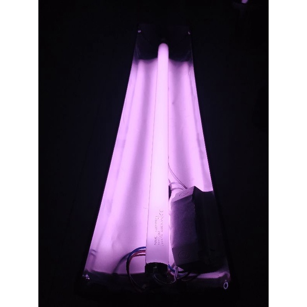 LAMPU TFC/ LAMPU KONTES LOUHAN- ARWANA