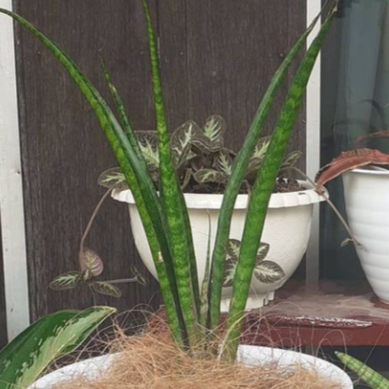 Sanseviera Fernwood / Lidah Mertua