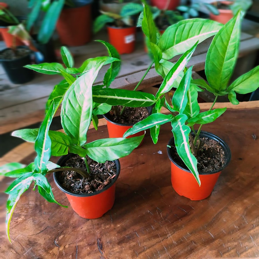 Keladi Mini Runcing Bintang Star Syngonium Trileaf Wonder Talas 2030